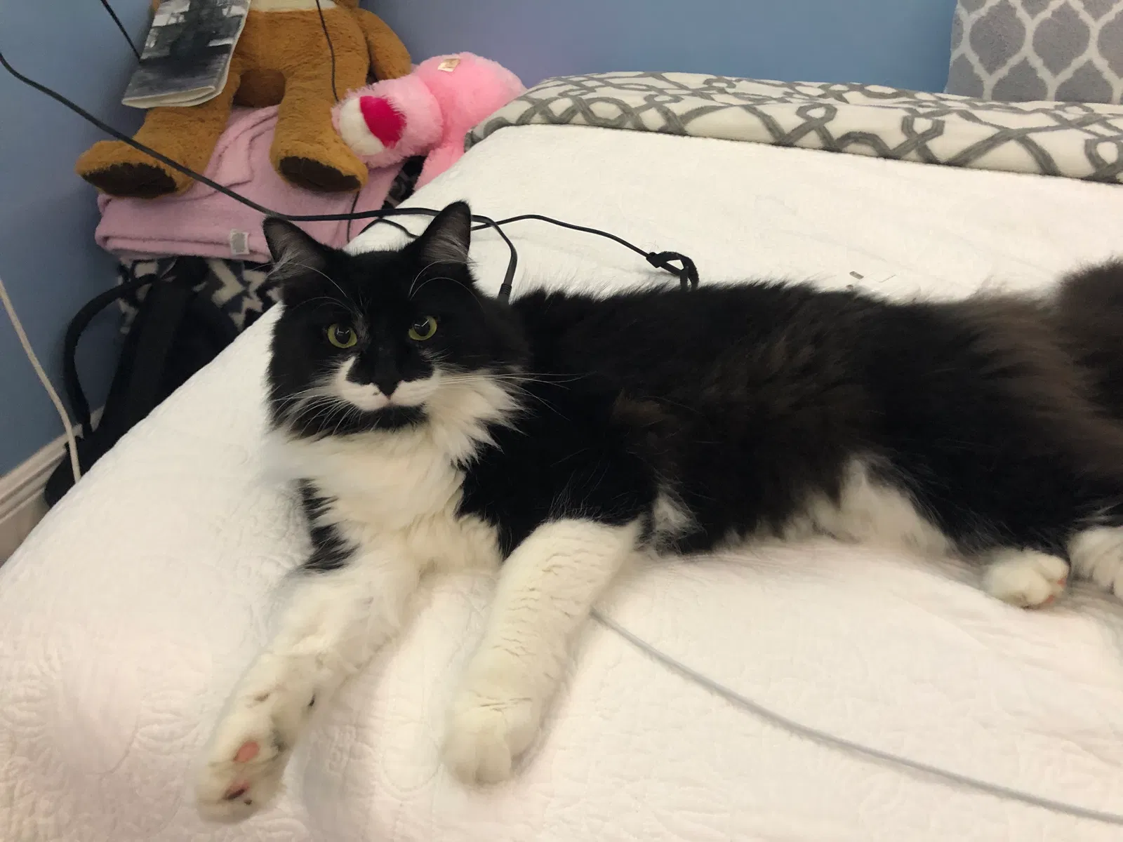 Lost cat in Fort Myers, FL, 33967