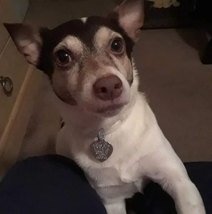 Lost dog in Stone Mountain, GA, 30083