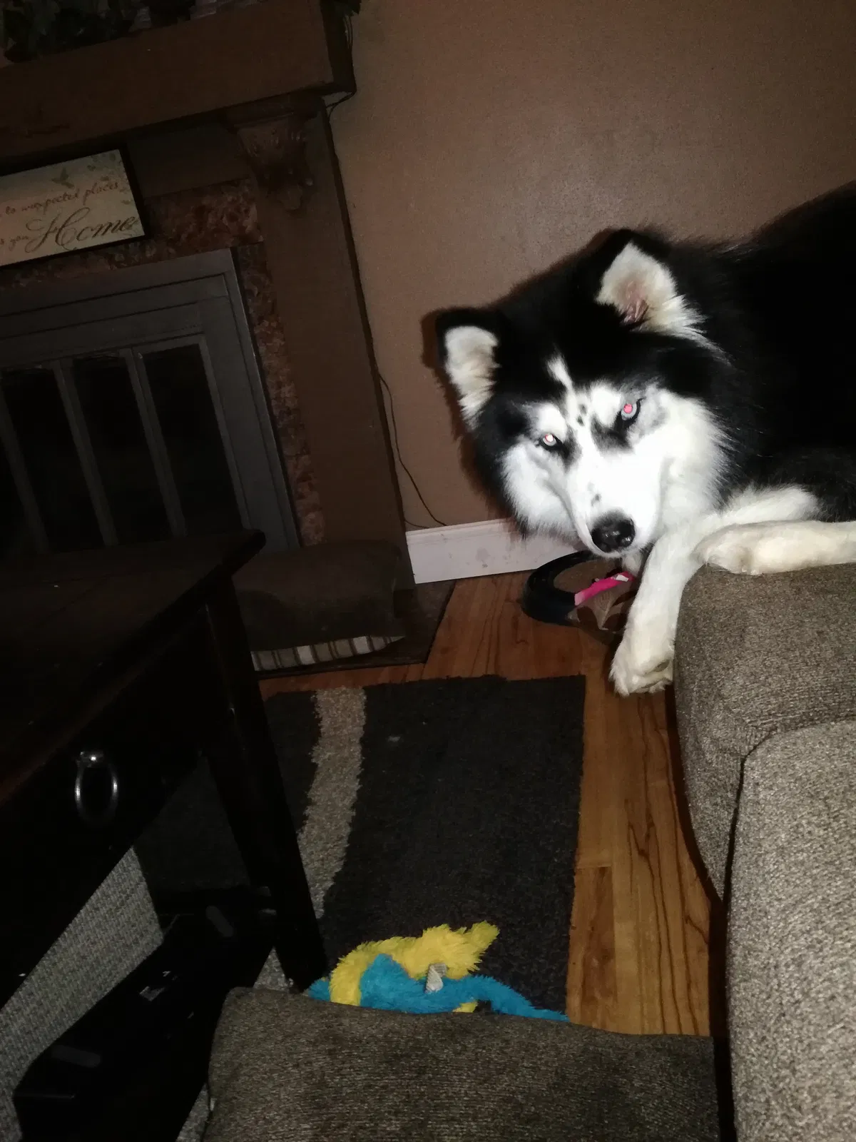 Lost dog in High Ridge, MO, 63049