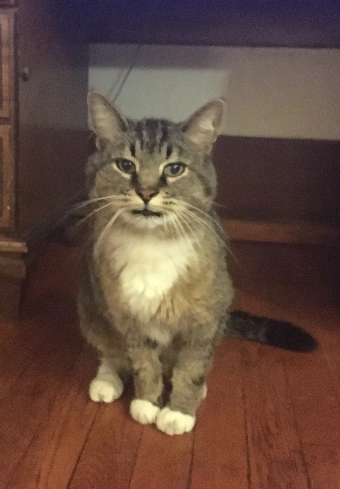 Lost cat in Akron, OH, 44305