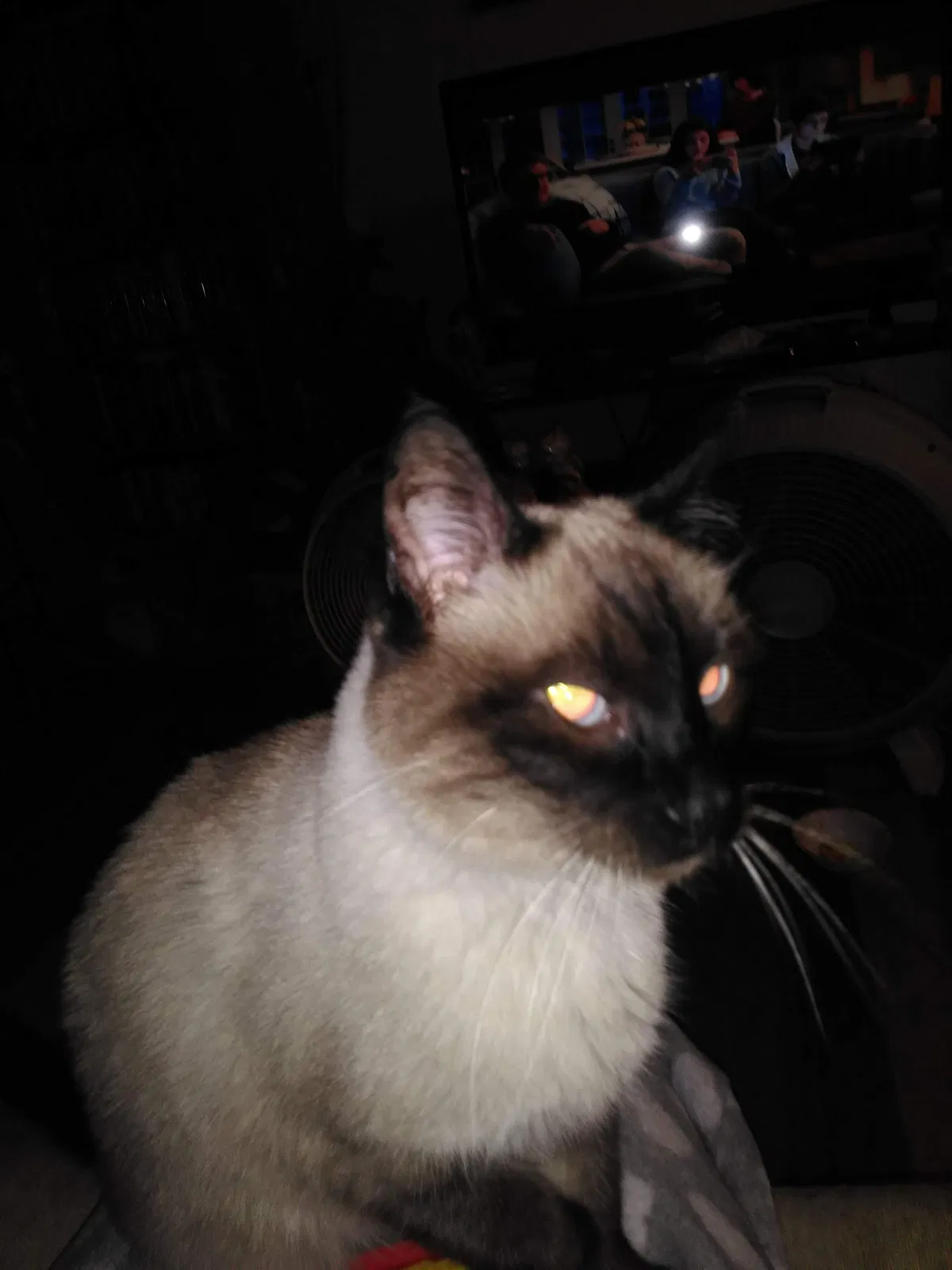 Lost cat in Pueblo, CO, 81001