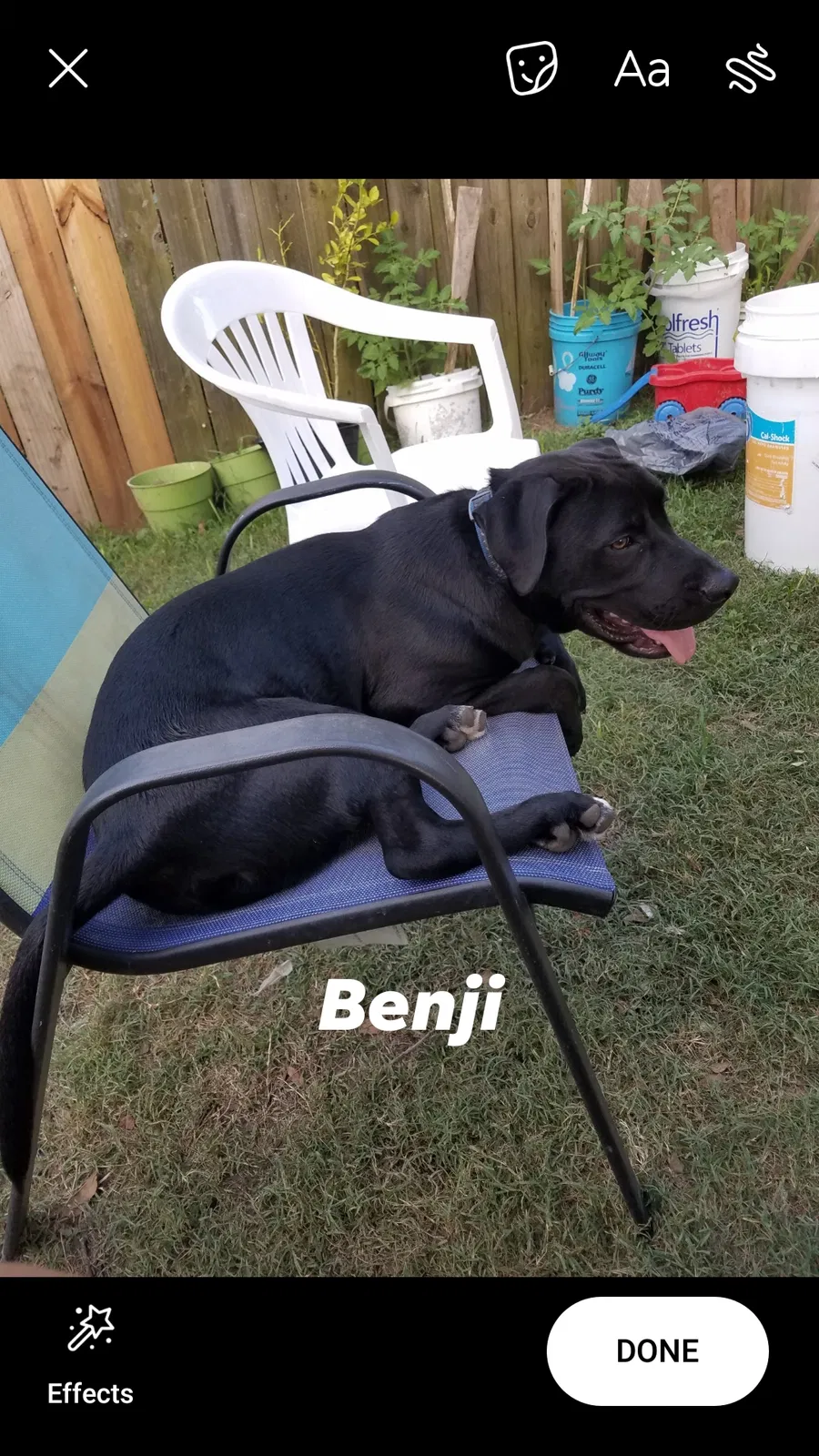 Lost dog in Katy, TX, 77449