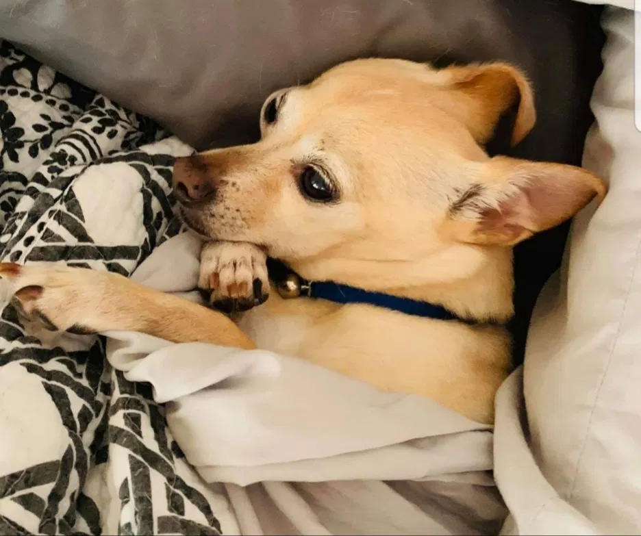 Lost dog in Sabina, OH, 45169