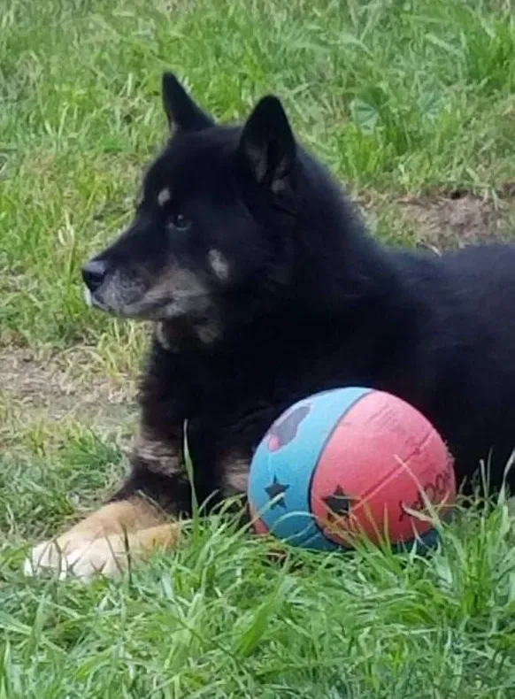 Lost dog in Bakersfield, CA, 93306