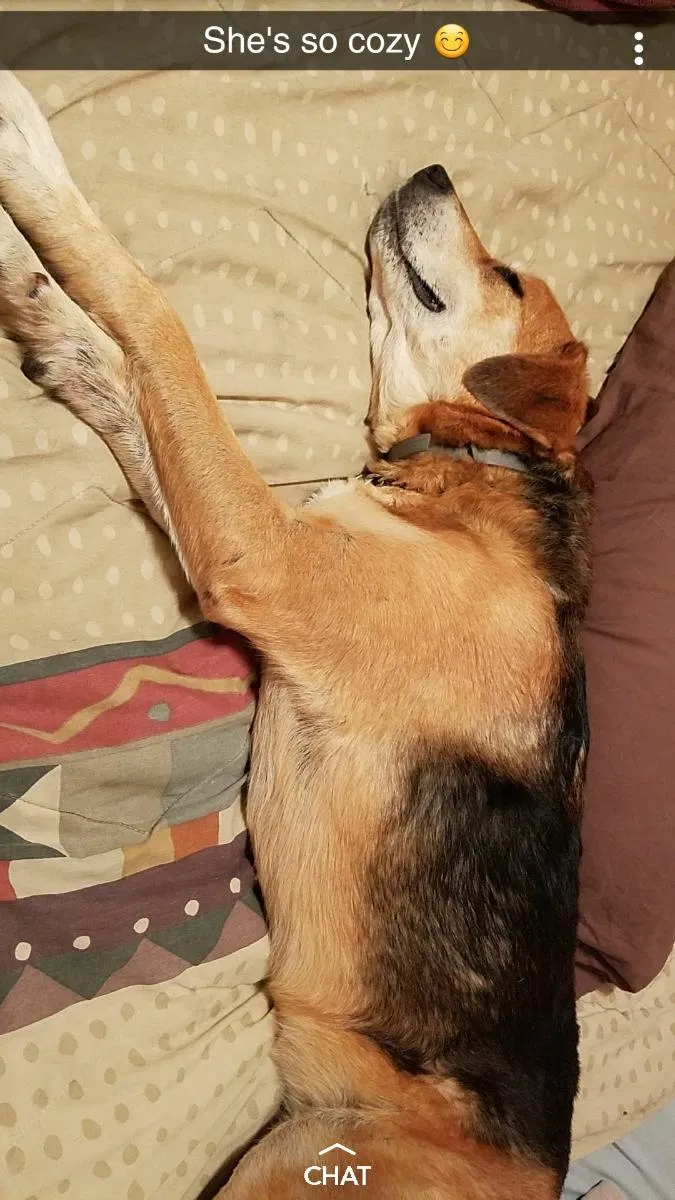 Lost dog in Kernersville, NC, 27284