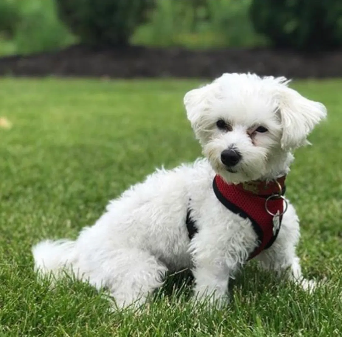 Lost dog in Brooklyn, NY, 11238