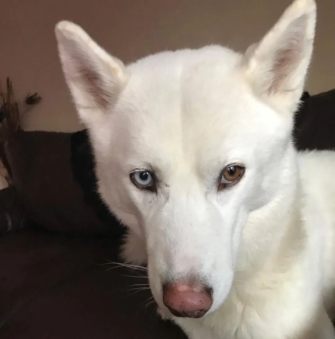 Lost dog in Chicago, IL, 60622