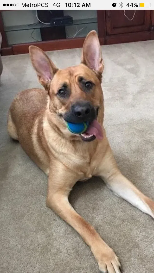 Lost dog in Oakland, CA, 94603
