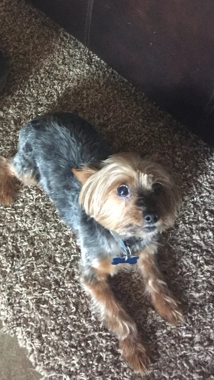 Lost dog in Edmond, OK, 73013