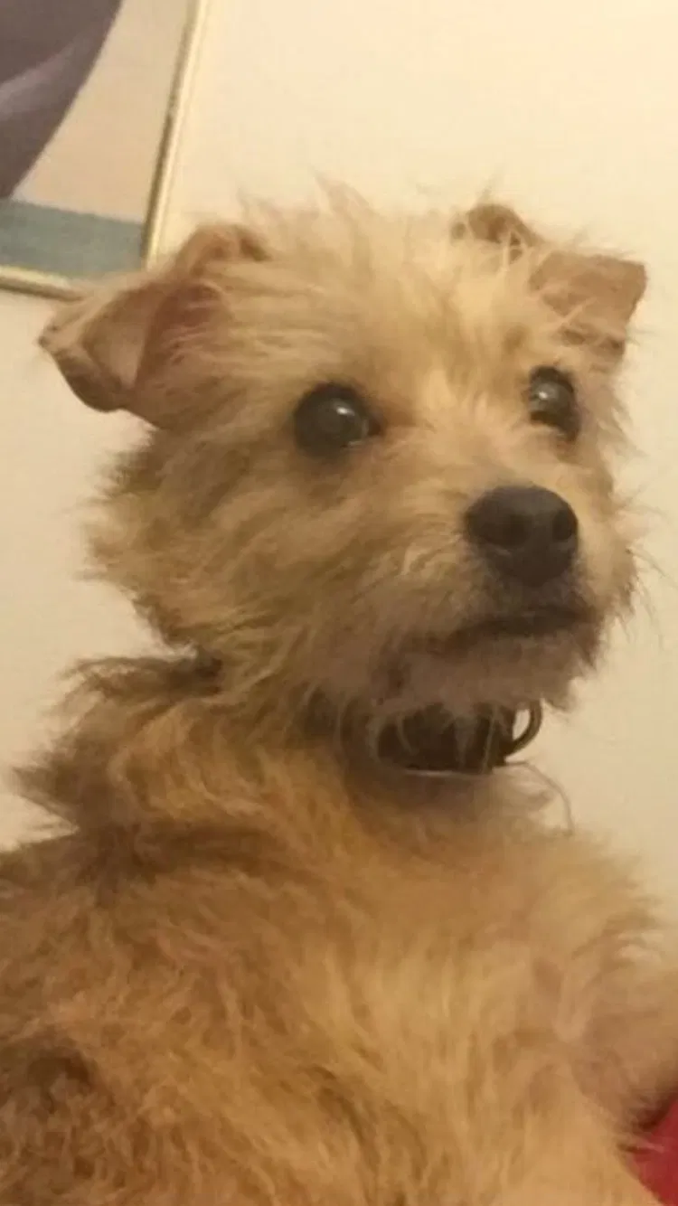 Lost dog in Belleville, IL, 62223