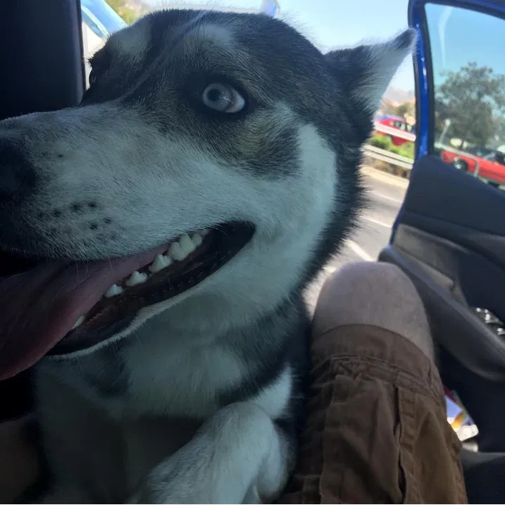 Lost dog in Dallas, TX, 75227
