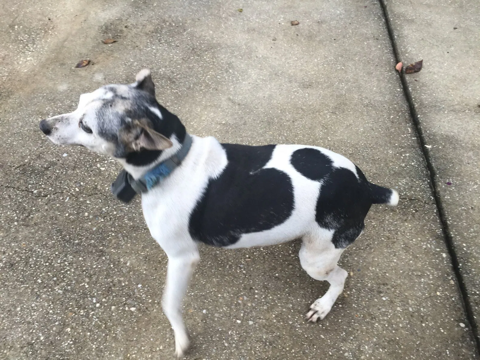 Lost dog in Semmes, AL, 36575