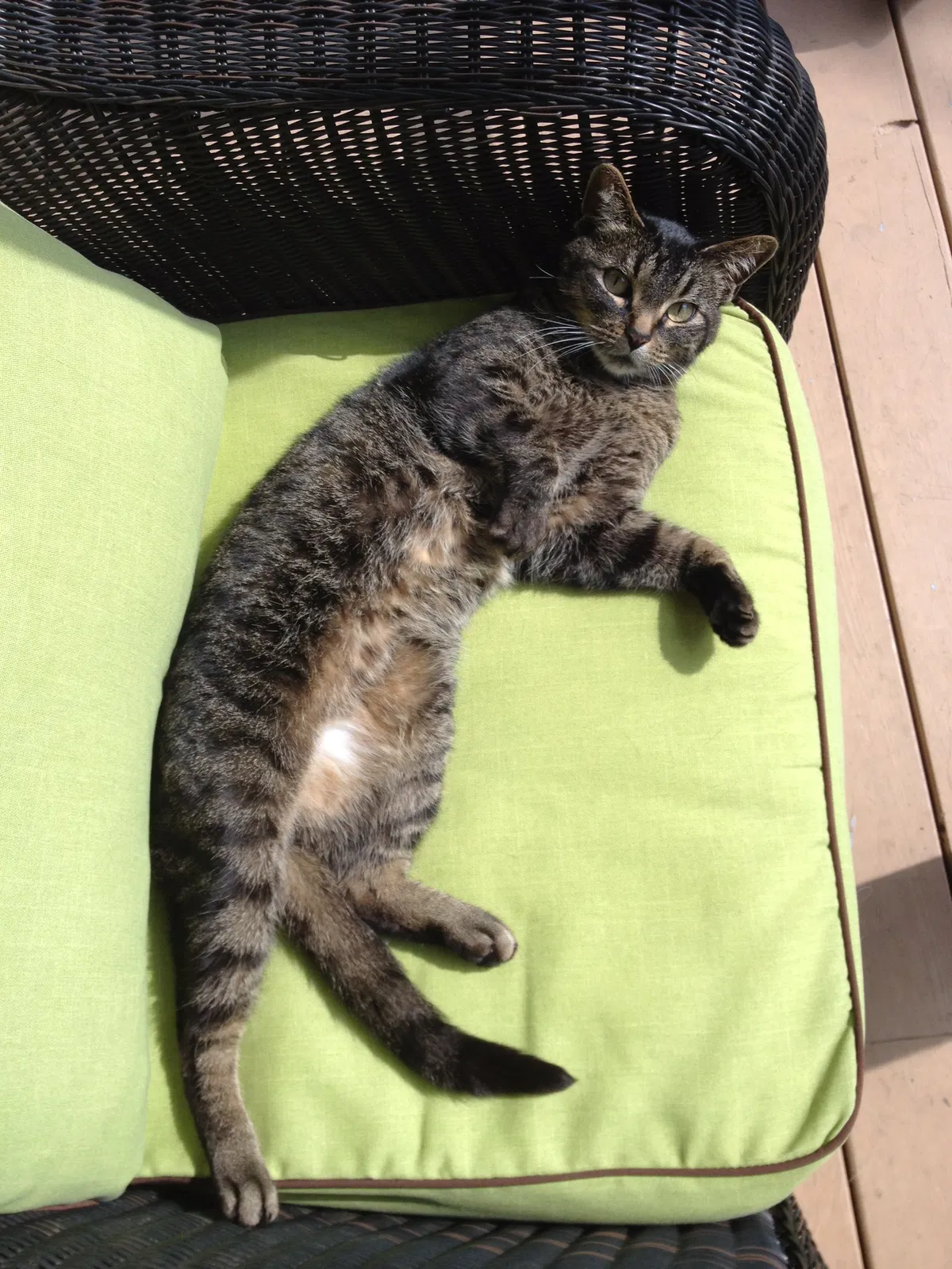 Lost cat in Minneapolis, MN, 55426