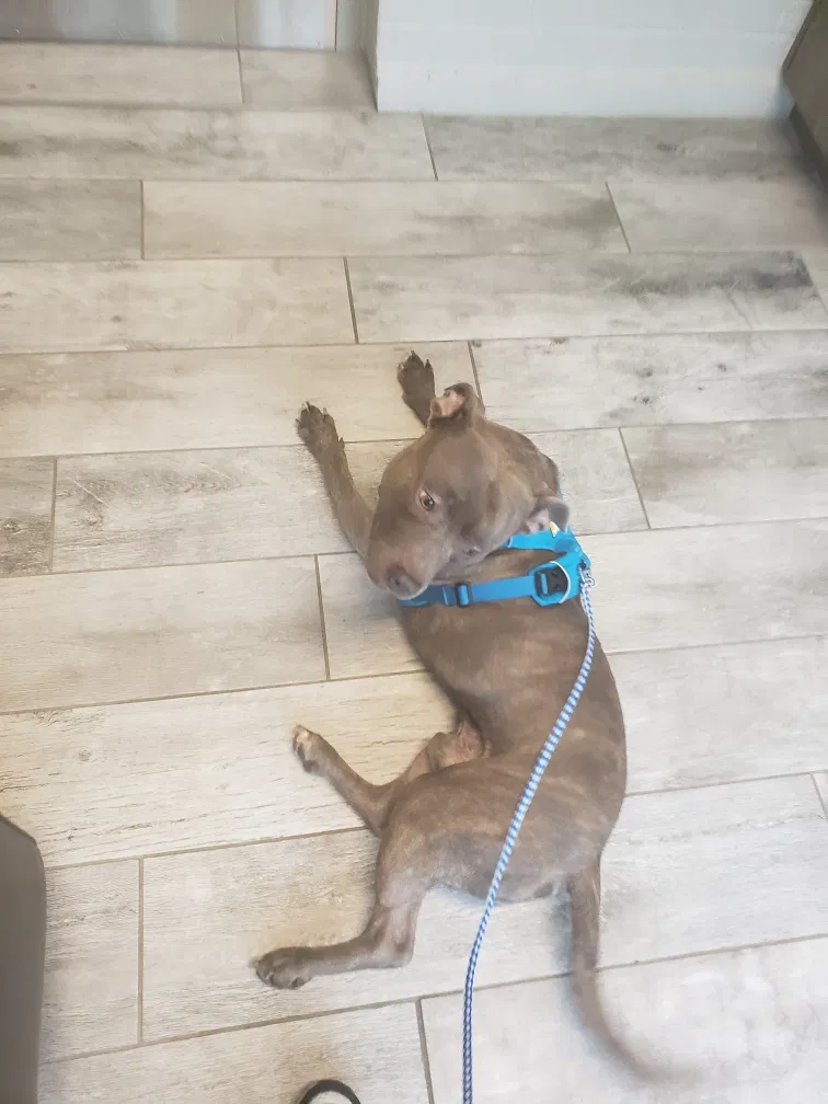 Lost dog in Columbus, OH, 43232