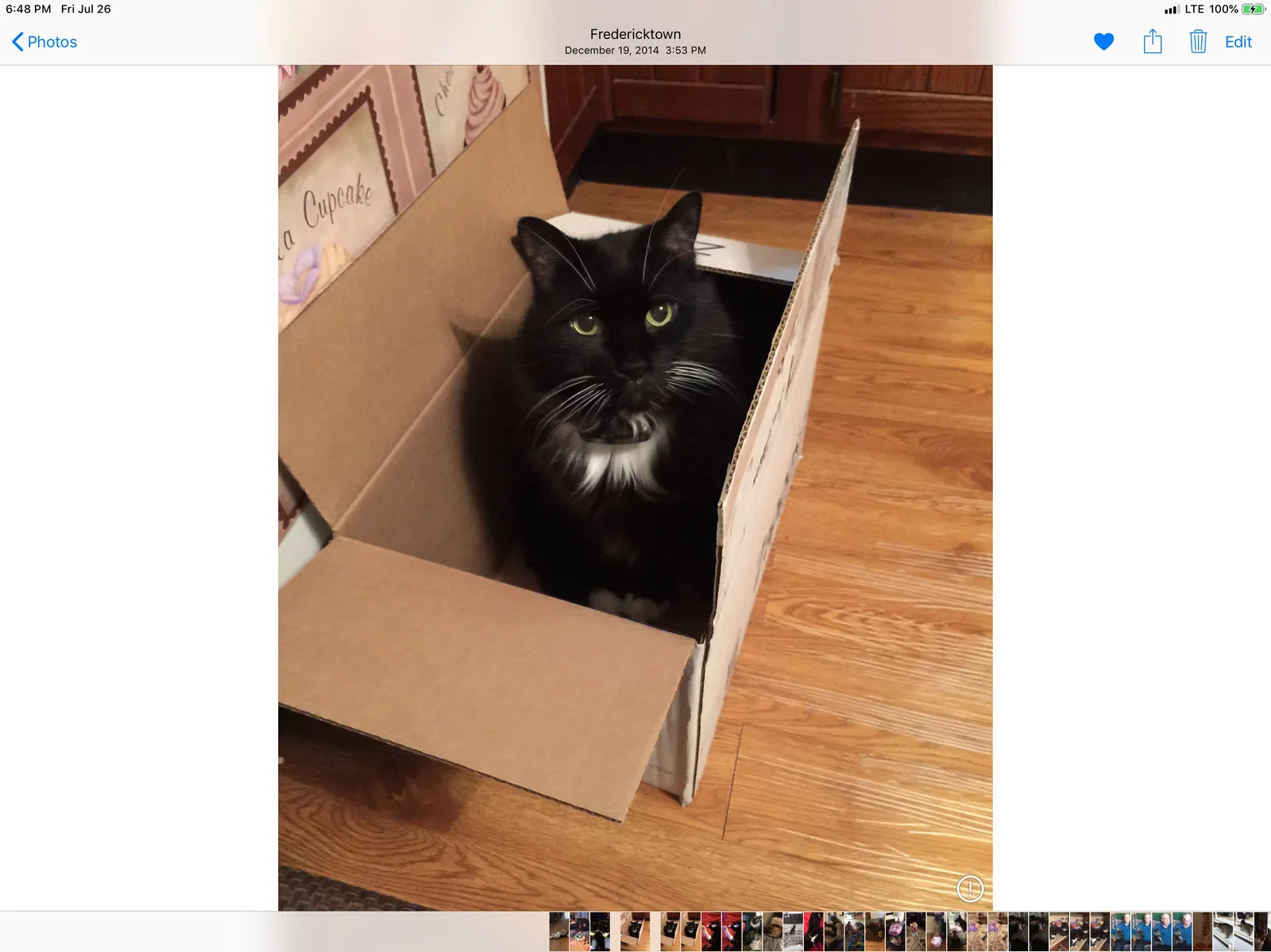 Lost cat in Fredericktown, OH, 43019