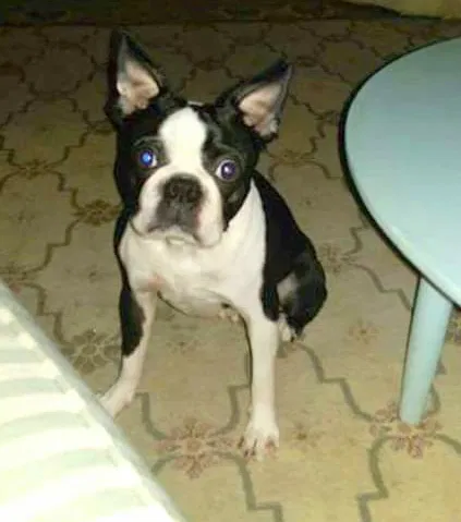 Lost dog in Troy, AL, 36079