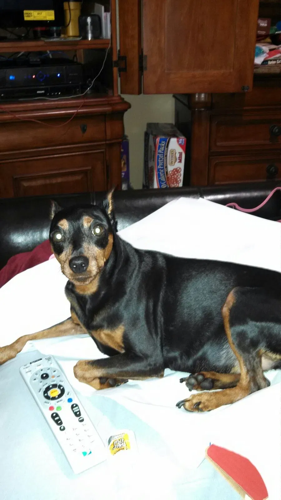 Lost dog in Middletown, NY, 10940