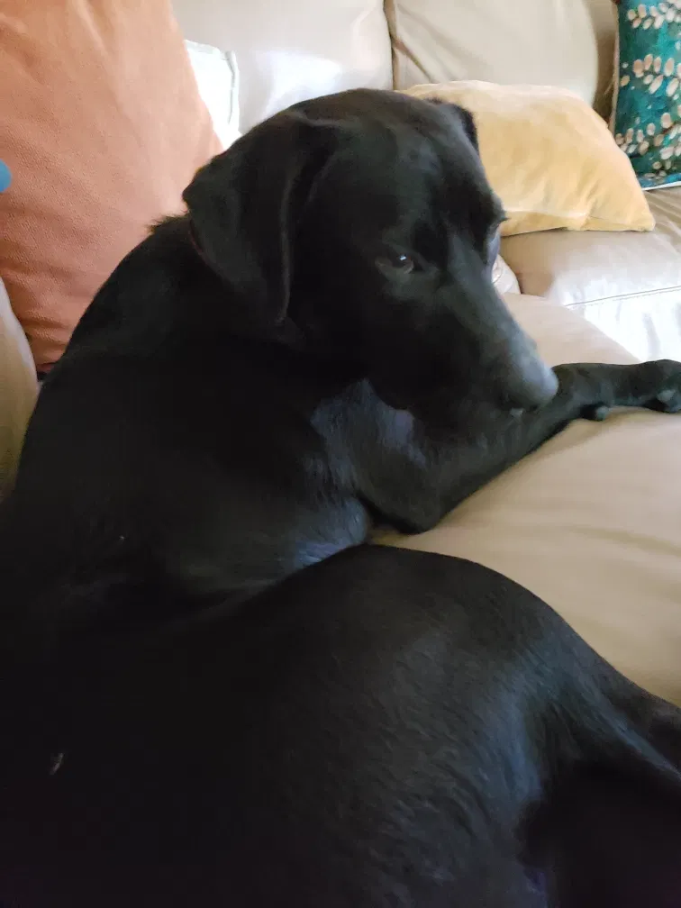 Lost dog in Columbus, OH, 43232