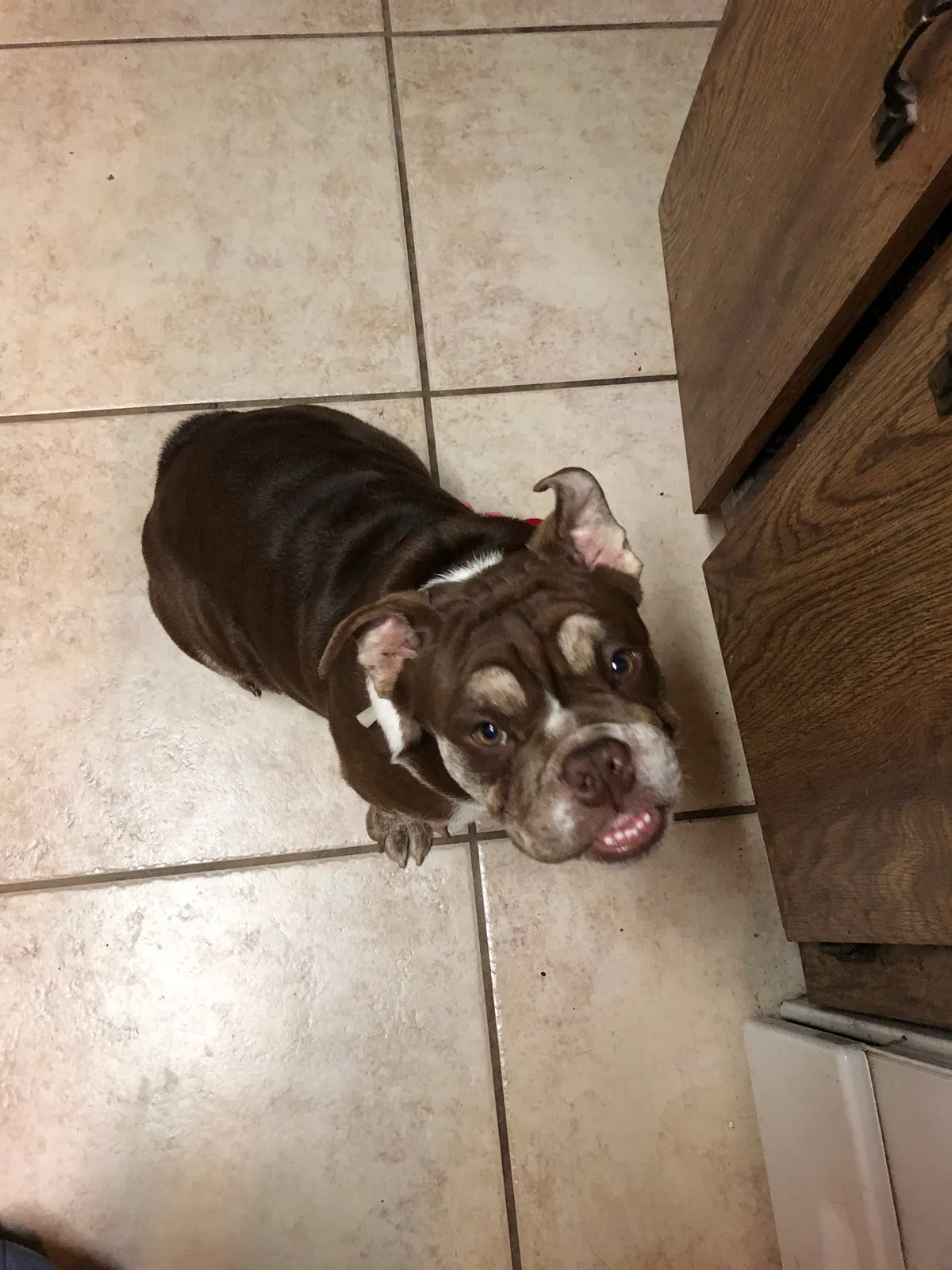 Lost dog in Palm Bay, FL, 32909
