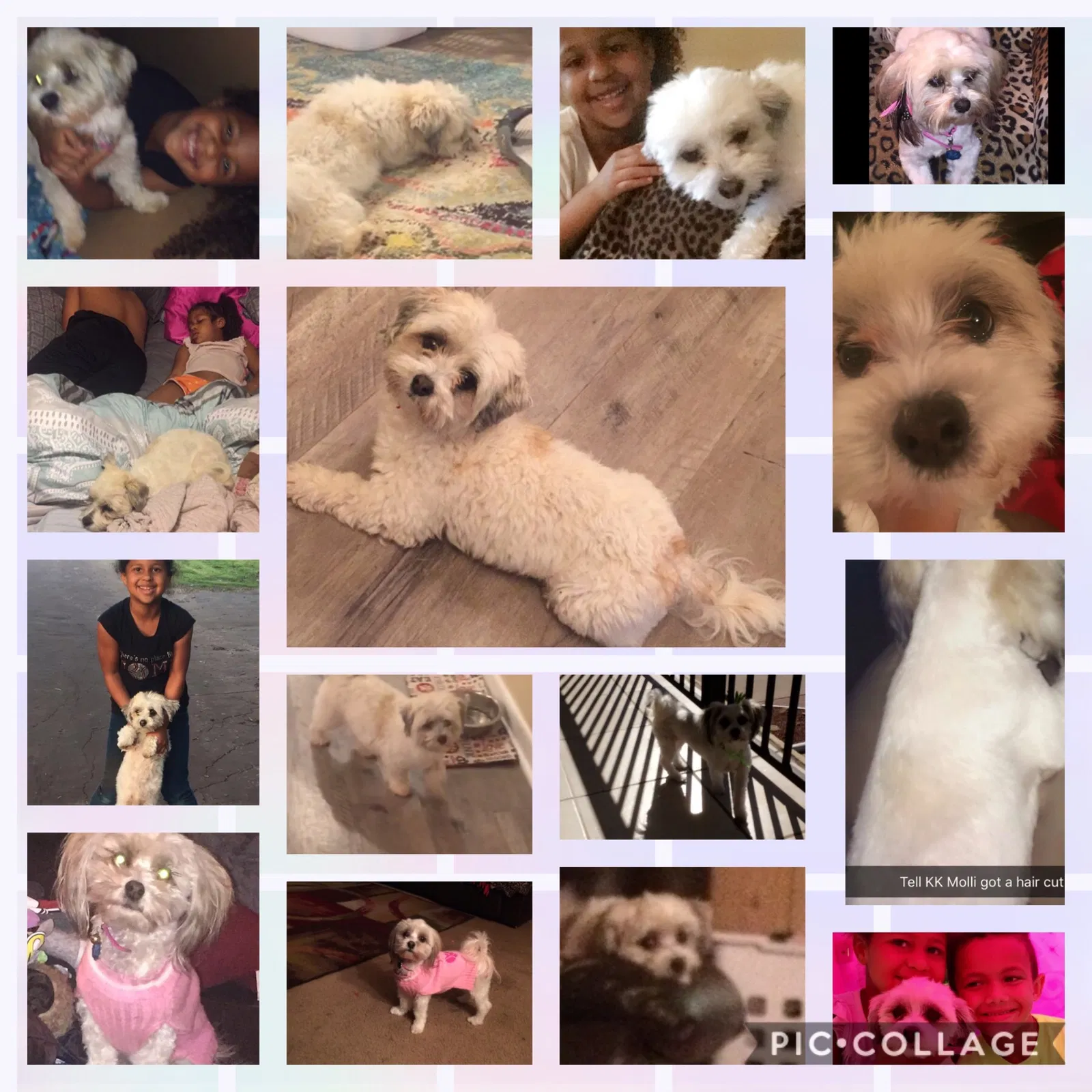 Lost dog in Carthage, TX, 75633