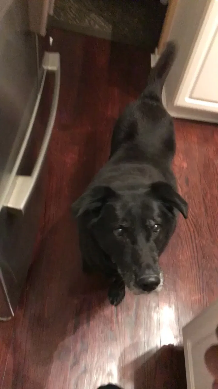 Lost dog in West Chester, OH, 45069