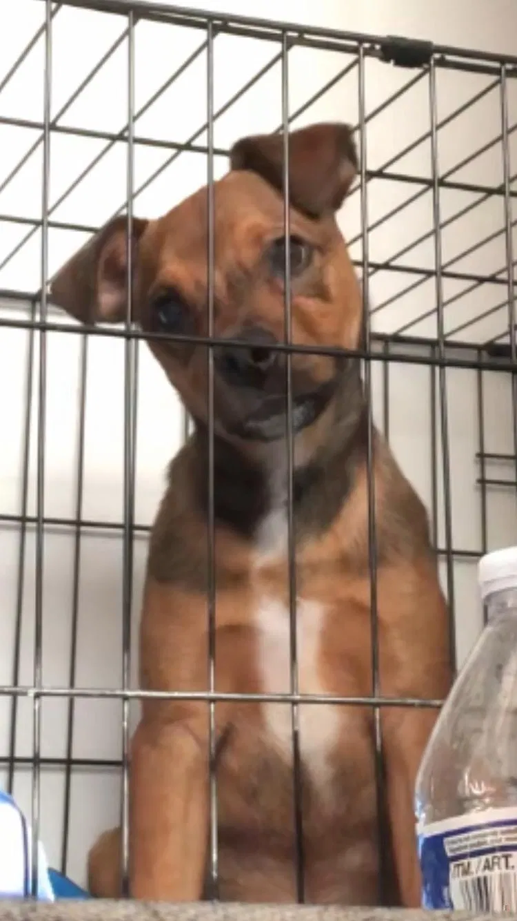 Lost dog in Minneapolis, MN, 55411