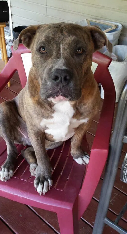 Lost dog in Ponce De Leon, FL, 32455