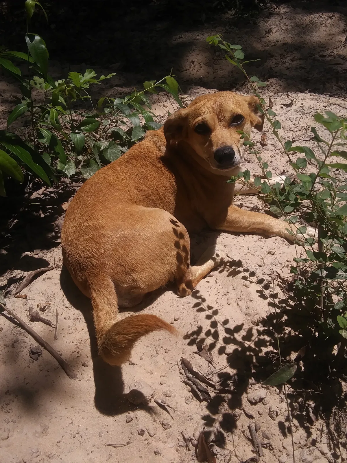Lost dog in Loxley, AL, 36551