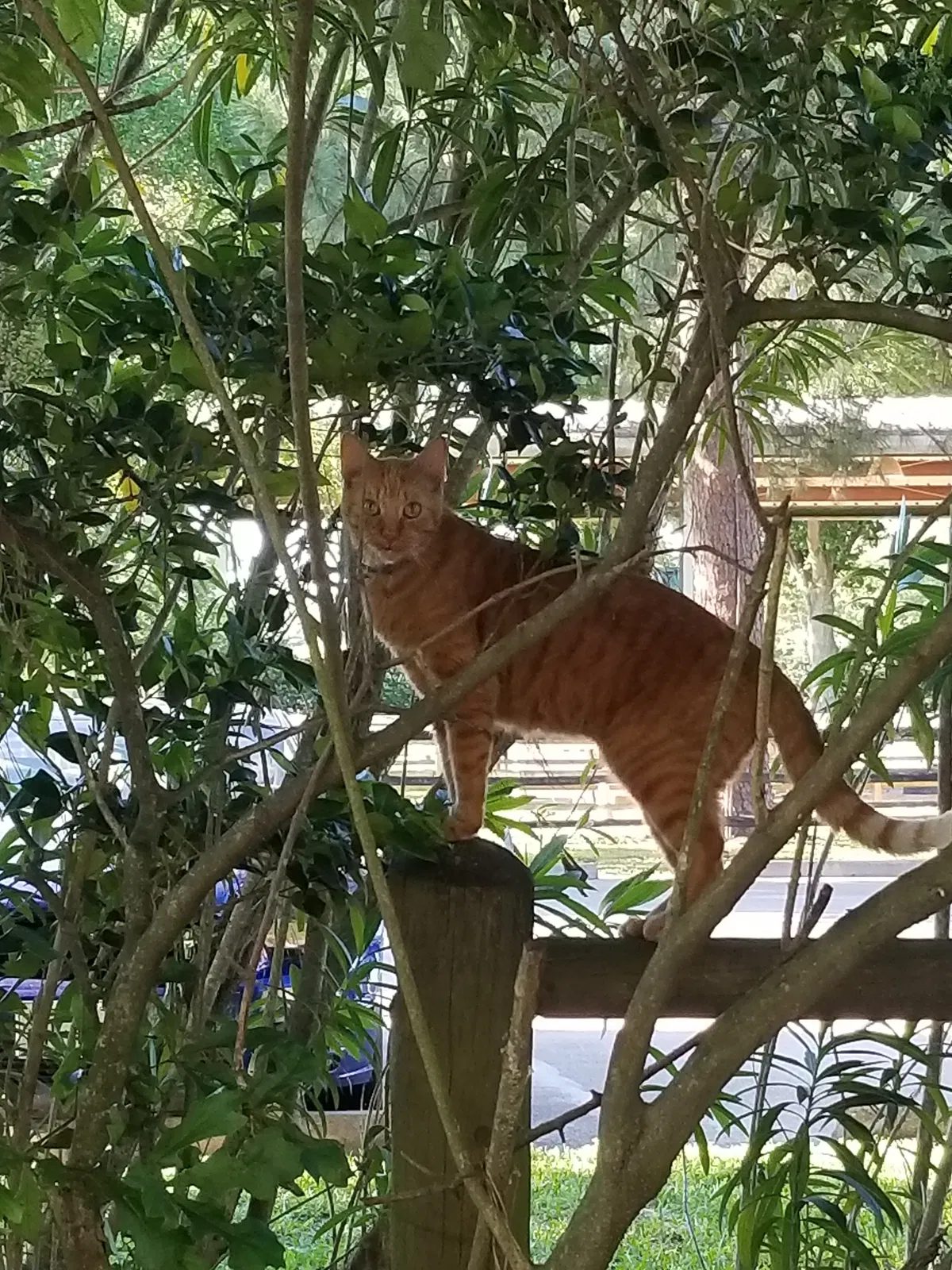 Lost cat in Spring, TX, 77379