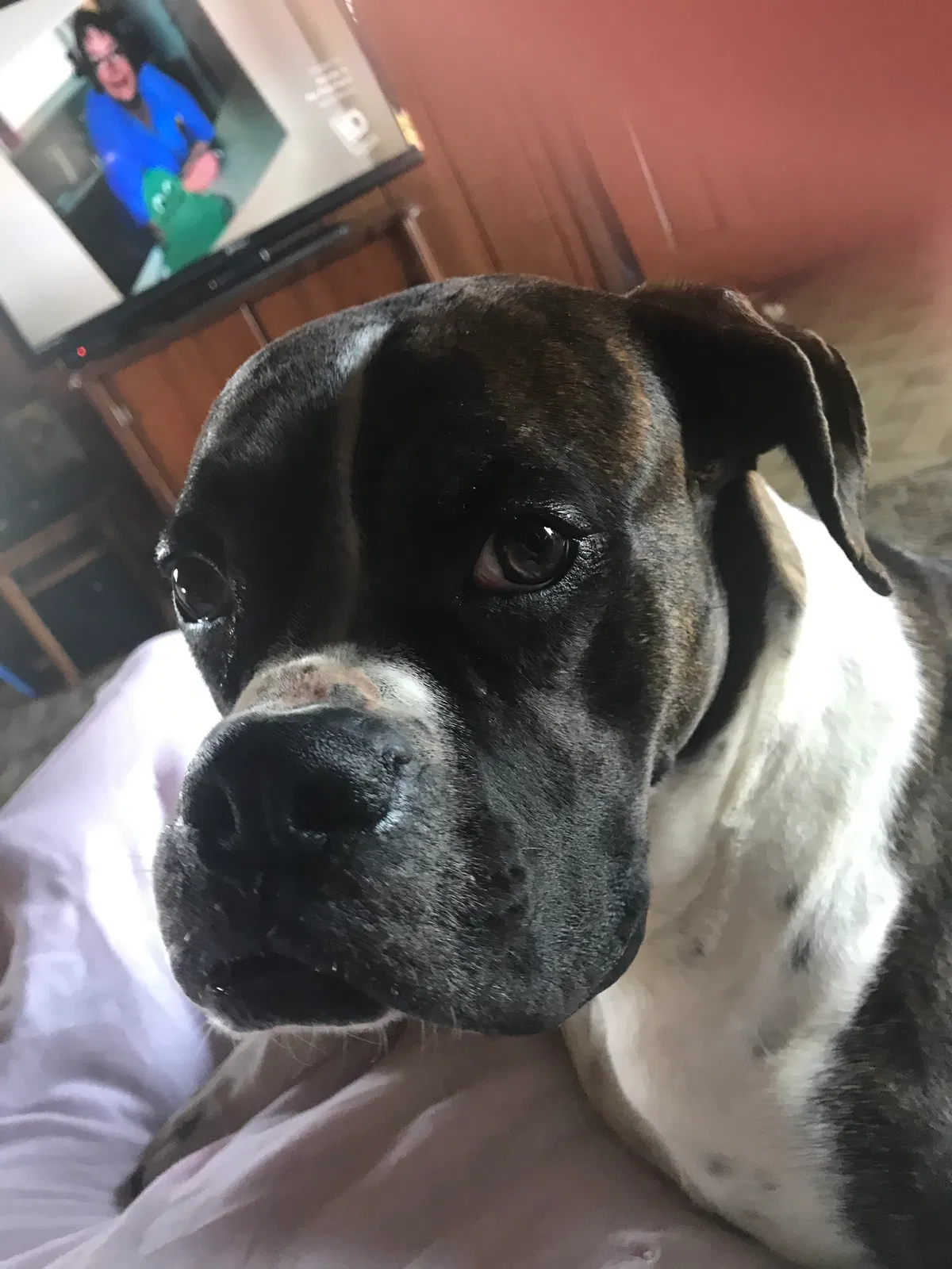 Lost dog in Seymour, MO, 65746
