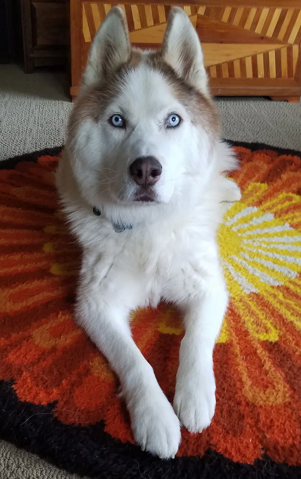 Lost dog in Clarkston, MI, 48348