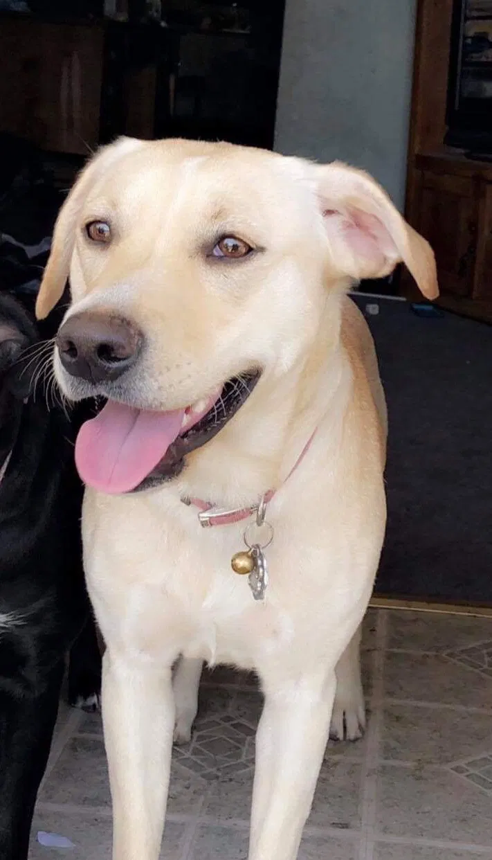 Lost dog in Enola, PA, 17025