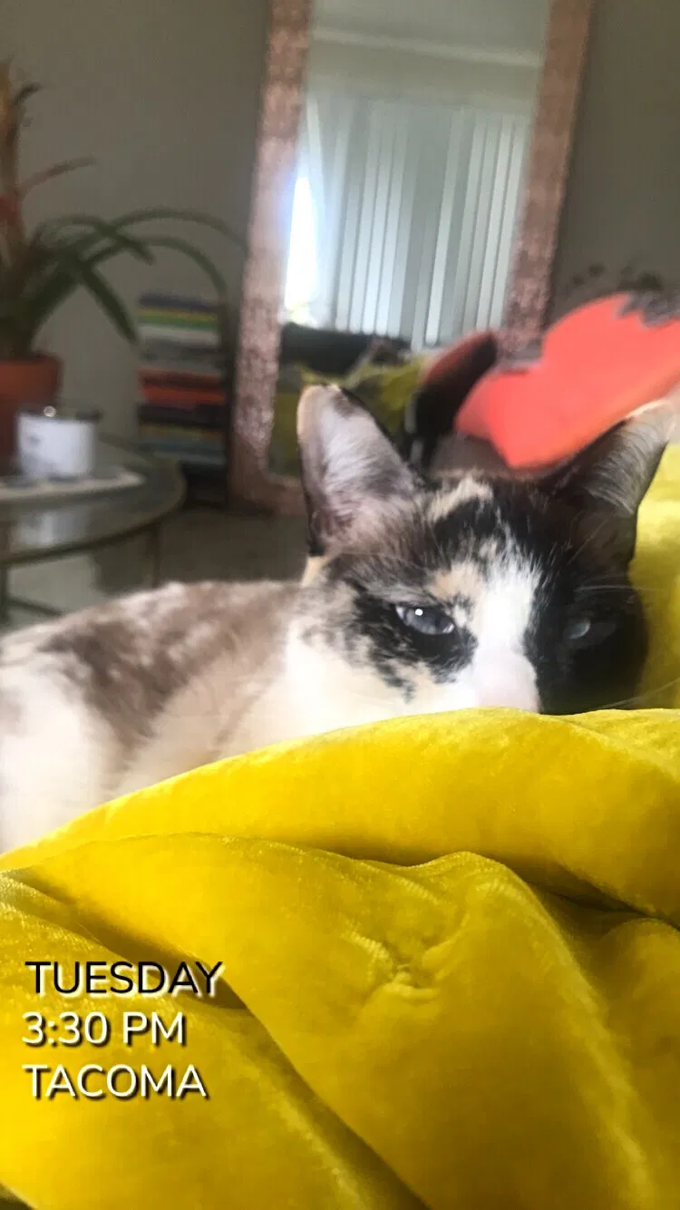 Lost cat in Tacoma, WA, 98465