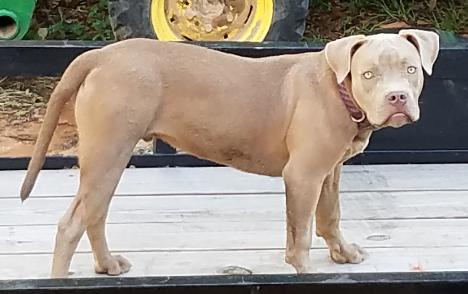 Lost dog in Purvis, MS, 39475