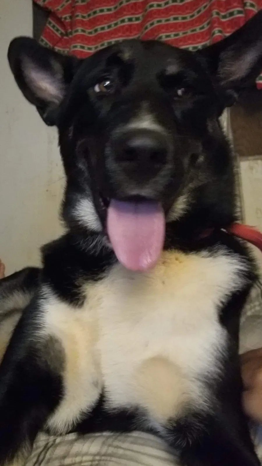 Lost dog in Anderson, SC, 29625