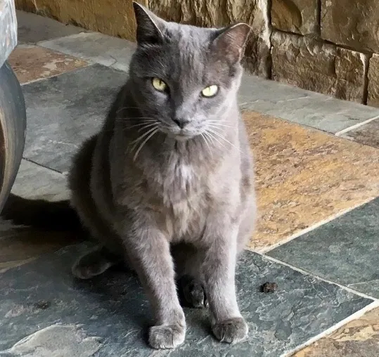 Lost cat in Argyle, TX, 76226