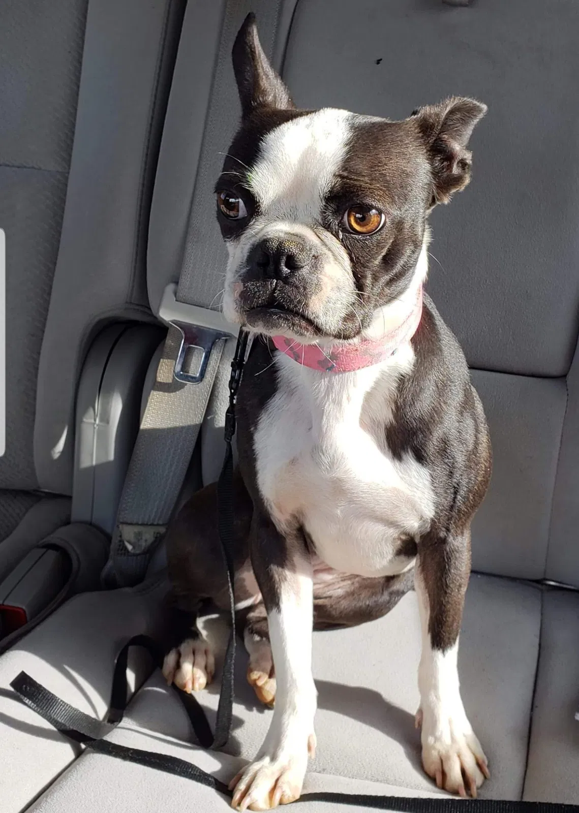 Lost dog in Elgin, SC, 29045