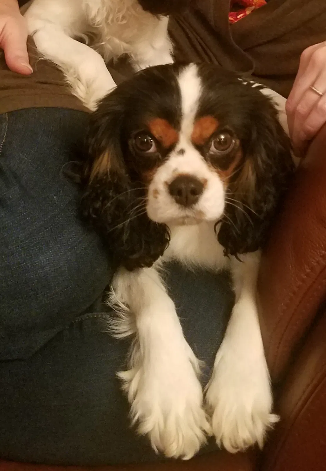 Lost dog in Salem, OR, 97306