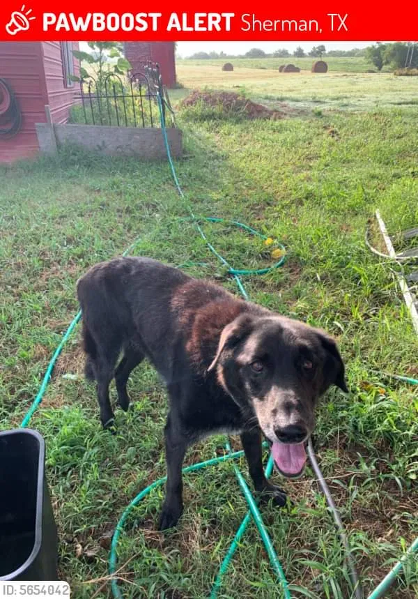 Lost dog in Sherman, TX, 75092