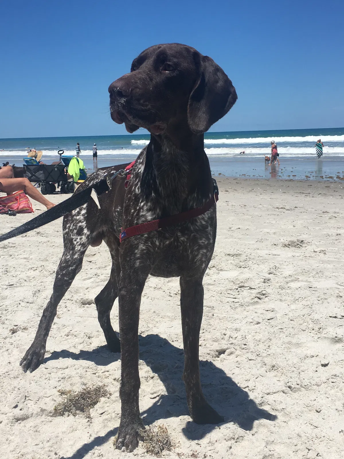 Lost dog in Oviedo, FL, 32766