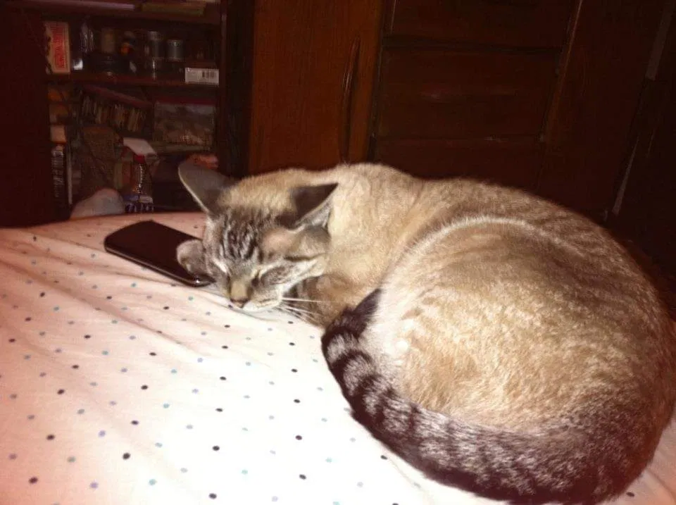 Lost cat in Minneapolis, MN, 55422
