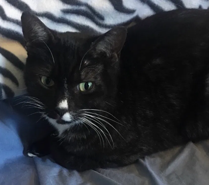 Lost cat in Eaton Rapids, MI, 48827
