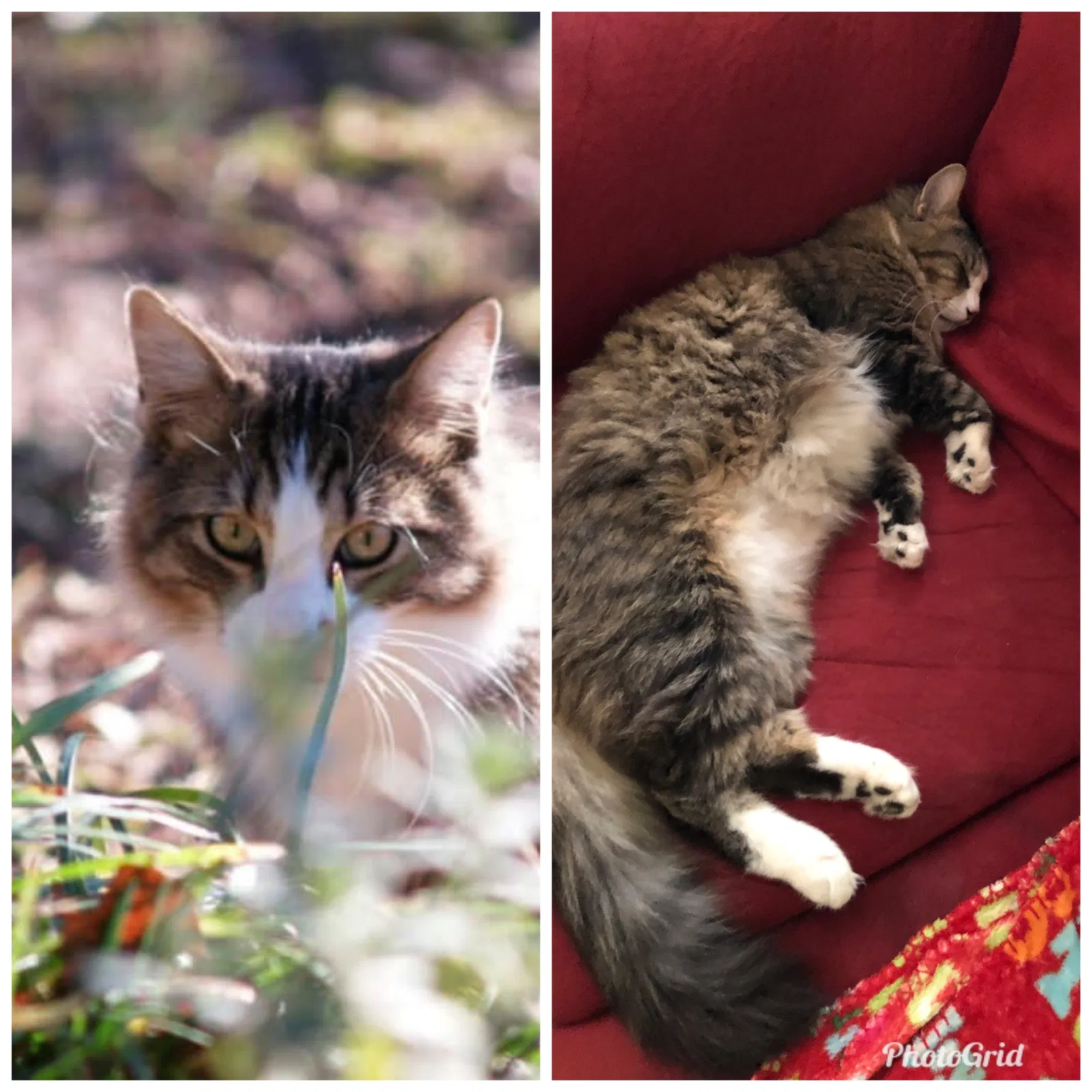 Lost cat in Weatherford, TX, 76088