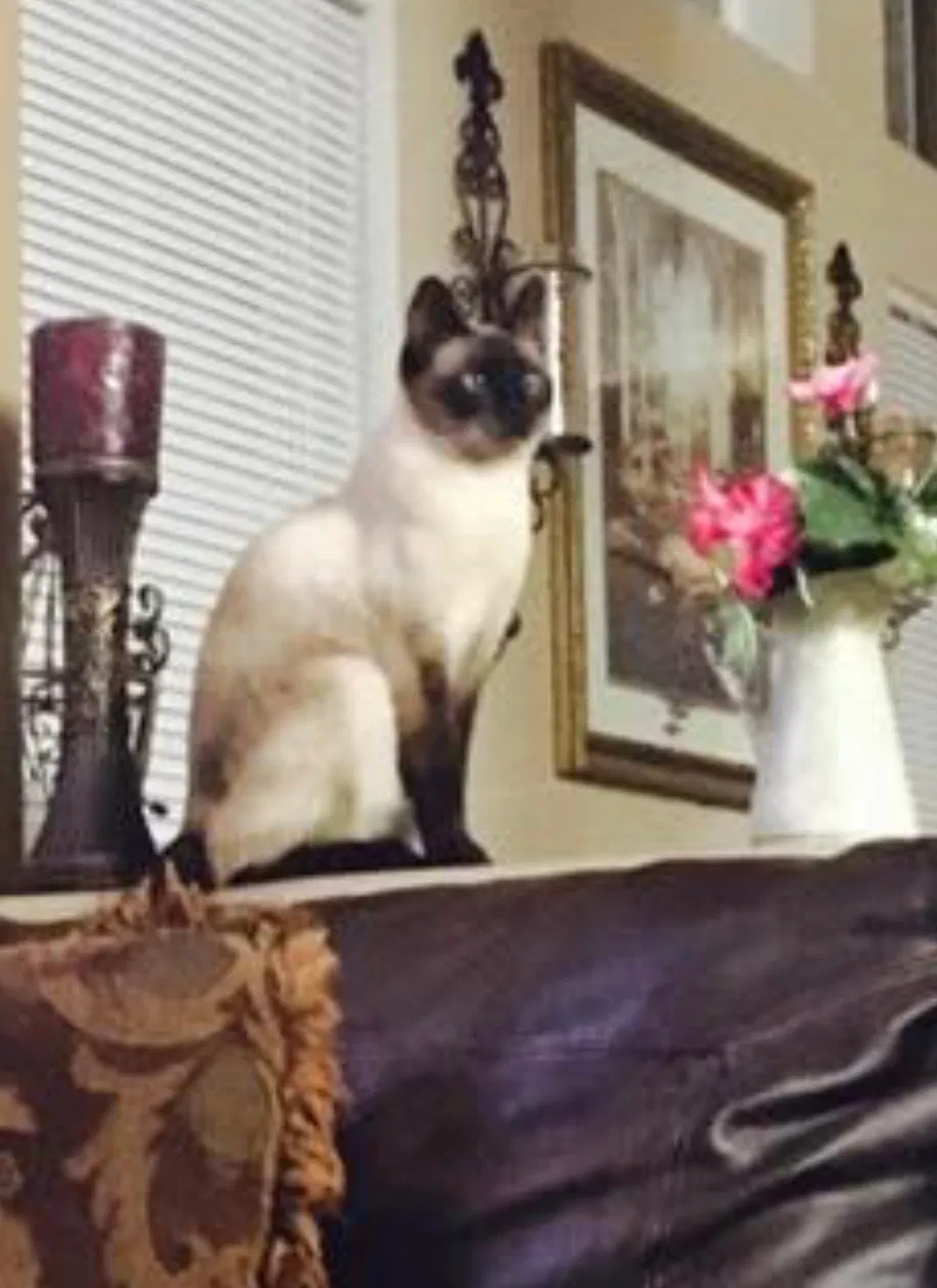 Lost cat in San Bernardino, CA, 92410