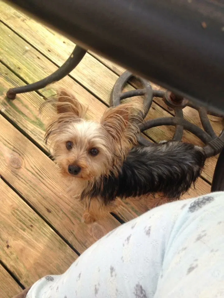 Lost dog in Grimesland, NC, 27837