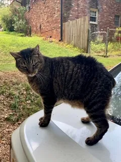 Lost cat in Powder Springs, GA, 30127