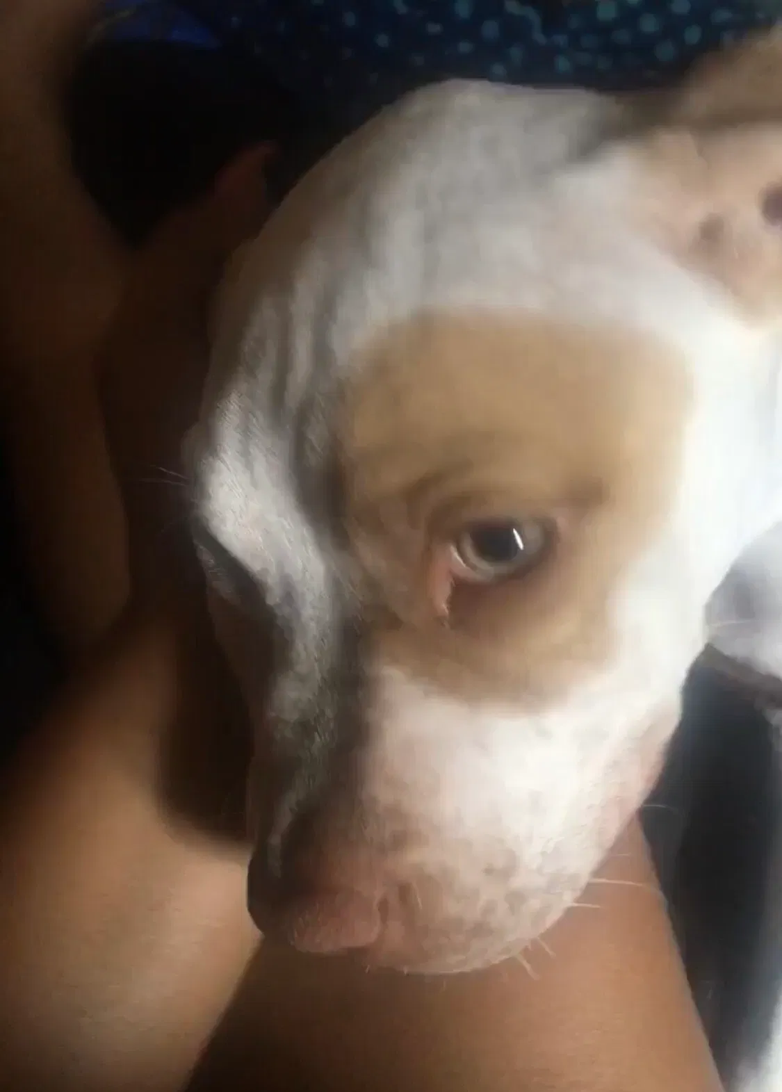 Lost dog in Saint Ann, MO, 63074