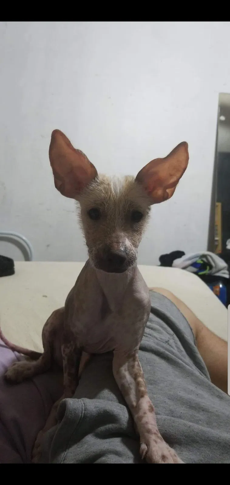 Lost dog in La Mesa, CA, 91941