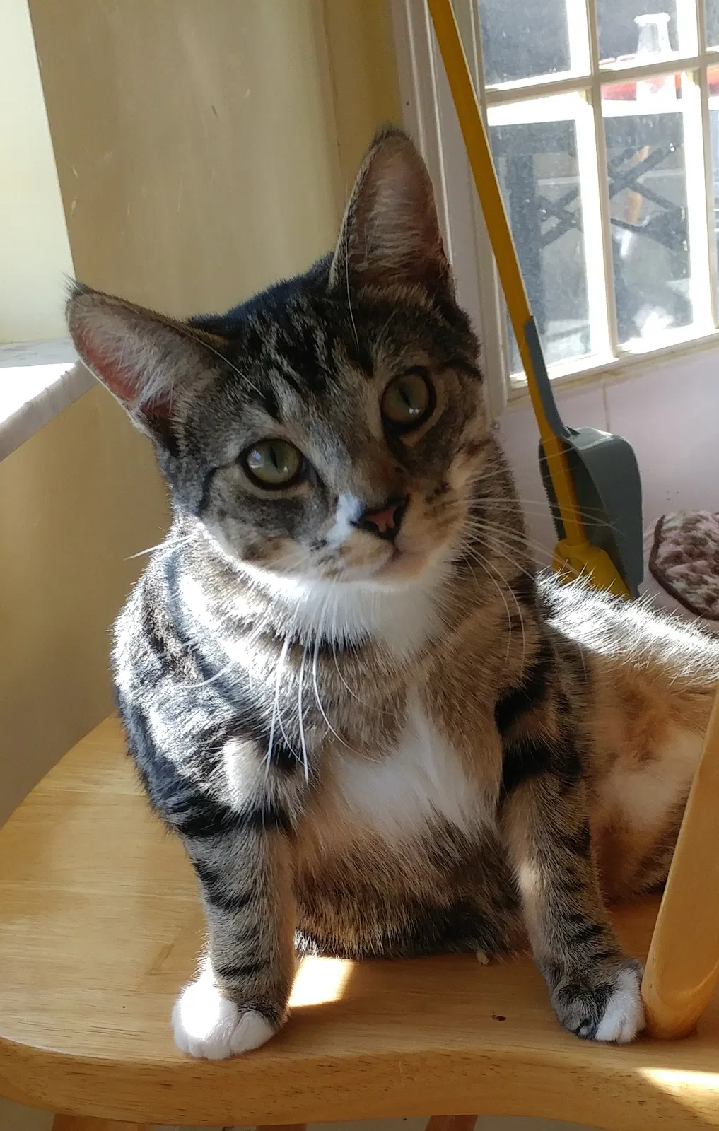 Lost cat in Newport, KY, 41076