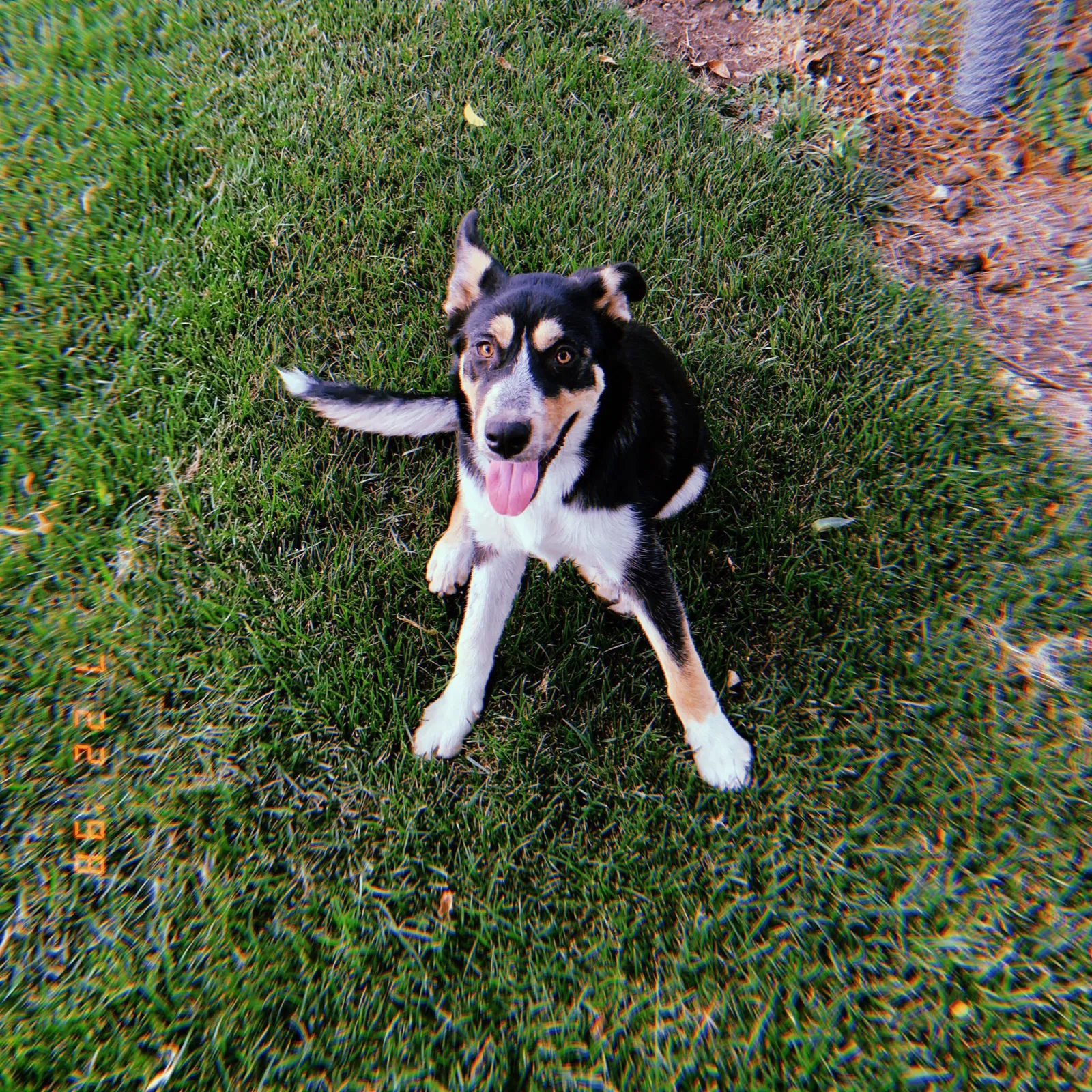 Lost dog in Stockton, CA, 95215